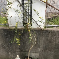 黄梅１５０センチ