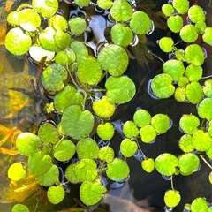値下げ250円→150円 水草アマゾンフロッグビットの画像