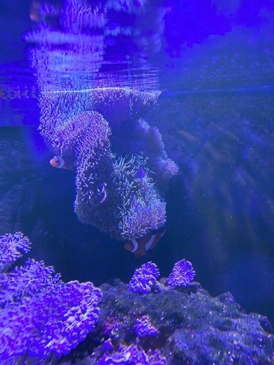 ハタゴイソギンチャク（沖縄産）