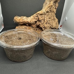 クワガタ【早いもの勝ち❗️】ギラファノコギリクワガタ幼虫×2  （クワガタ　カブトムシ専門）の画像