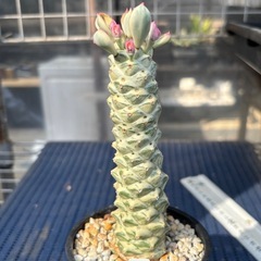 モナデニウム　リチェイ 錦　白斑　多肉植物