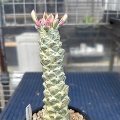 モナデニウム　リチェイ 錦　白斑　多肉植物の画像