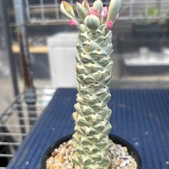 モナデニウム　リチェイ 錦　白斑　多肉植物の画像