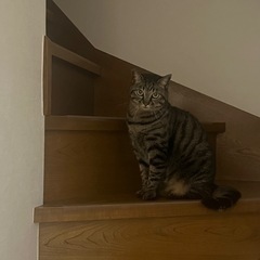 単身・高齢者可　キジトラ3歳の女の子