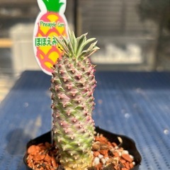 ソテツキリン　蘇鉄麒麟　パイナップルコーン　斑入り　ほほえみパイン　錦の画像