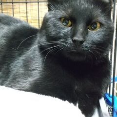 艶々の綺麗な黒猫くん(1歳)☆里親さん決まりました！