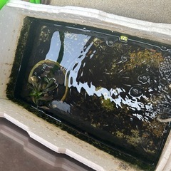 メダカ
