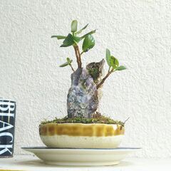 貝のパンダガジュマル