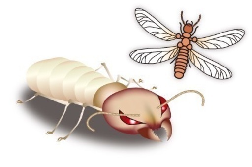 白アリ！羽アリ！駆除予防！