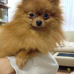 ポメラニアン✨オス✨譲渡会参加‼️ - 犬