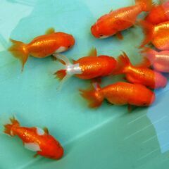 金魚　らんちゅう　3匹約6cm