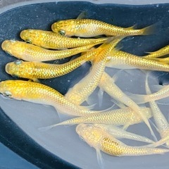 (決まりました)サンシャイン　若魚　メダカ　１５匹の画像
