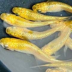 (決まりました)サンシャイン　若魚　メダカ　１５匹の画像
