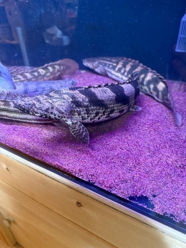 ギニア　エンドリケリー