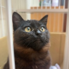 甘えん坊なメスのりんご猫【生後５ヶ月くらい】