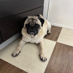 里親募集です！