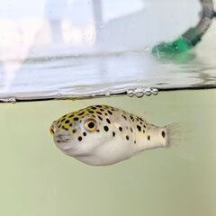 ミドリフグ可愛がってくださる方に差し上げますの画像