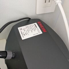 ミドリフグ可愛がってくださる方に差し上げますの画像