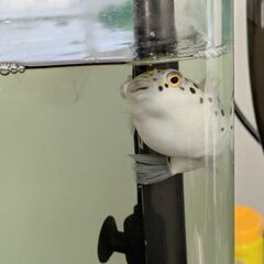 ミドリフグ可愛がってくださる方に差し上げますの画像