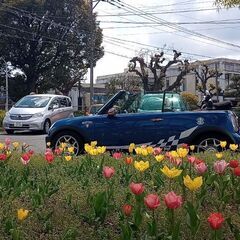 【壊れにくい車のTOP３にランキングされたBMW/MINI】”Cute but Monster Convertible”～"The Greatest Small Car in The World!!"～「オープンカーの醍醐味を知らずに人生を過ごすなんて勿体ない！」の画像
