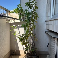 観葉植物　ガジュマル　の画像