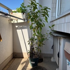 観葉植物　ガジュマル　の画像