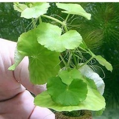 アマゾンチドメグサ水中葉