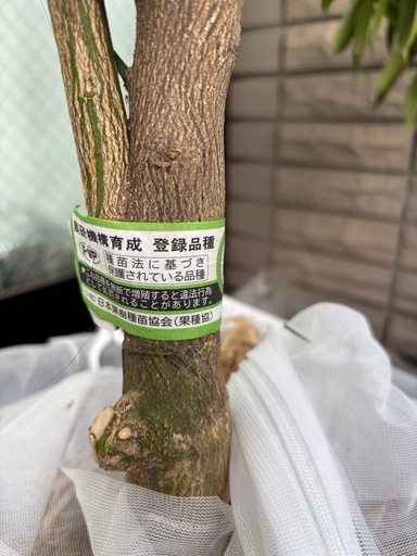 せとか 
4年生大苗