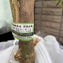 せとか 
4年生大苗の画像