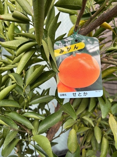 せとか 
4年生大苗