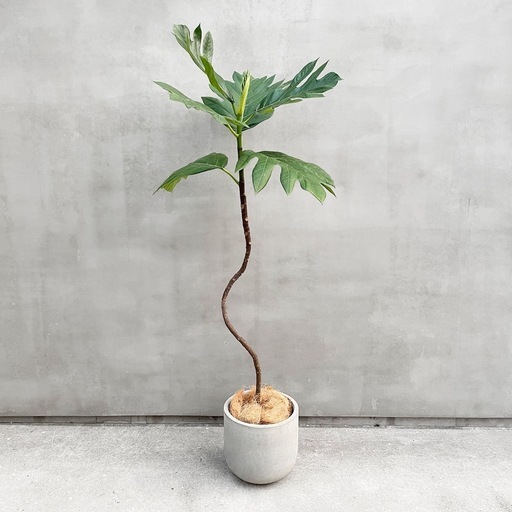 観葉植物 パンノキ