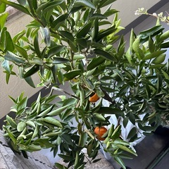 せとか 
4年生大苗の画像