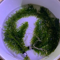 浮き草アマゾンフロッグピット、アカナリスの画像