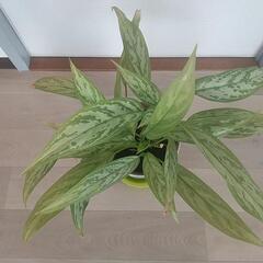 観葉植物の画像