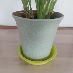 観葉植物の画像