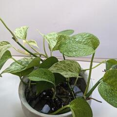 決定⚫観葉植物　ポトス　器が素敵