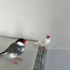 【里親様決まりました】桜文鳥と白文鳥（兄弟）二羽一緒に - その他