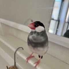 【里親様決まりました】桜文鳥と白文鳥（兄弟）二羽一緒に − 茨城県