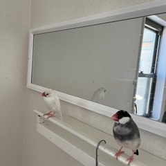 【里親様決まりました】桜文鳥と白文鳥（兄弟）二羽一緒に - 里親募集