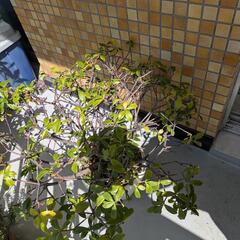 沈丁花とパイナップルの画像
