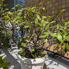 沈丁花とパイナップル