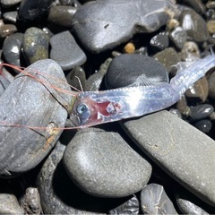 死滅回遊魚、クラゲ、深海魚採集　仲間募集　魚採集　ガサガサ - 四日市市