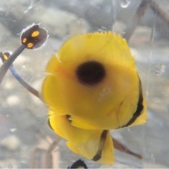 死滅回遊魚、クラゲ、深海魚採集　仲間募集　魚採集　ガサガサ − 三重県