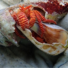 死滅回遊魚、クラゲ、深海魚採集　仲間募集　魚採集　ガサガサ - メンバー募集