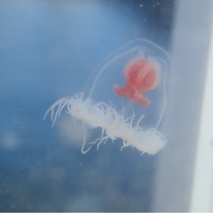 死滅回遊魚、クラゲ、深海魚採集　仲間募集　魚採集　ガサガサ - 友達