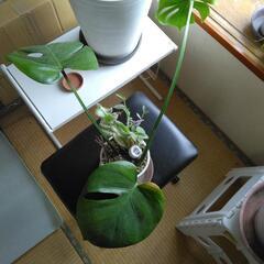 モンステラ寄せ植え（中）