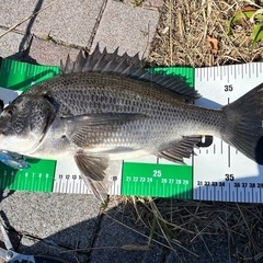 YouTubeで釣りしませんか？ − 東京都