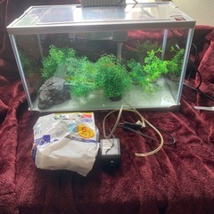 ★すぐ始められる　水槽セット★の画像