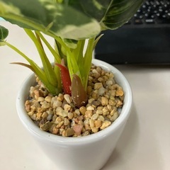☆値下げ☆O2504-194 フェイクグリーン 人工観葉植物 ※本物の植物ではありません キズ汚れ有りの画像