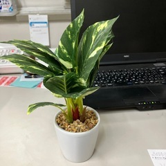 ☆値下げ☆O2504-194 フェイクグリーン 人工観葉植物 ※本物の植物ではありません キズ汚れ有りの画像